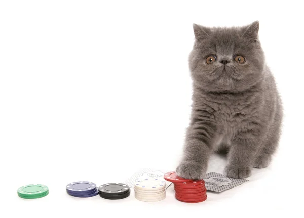 Azul Exótico Gatinho Shorthair Jogar Poker Isolado Fundo Branco — Fotografia de Stock