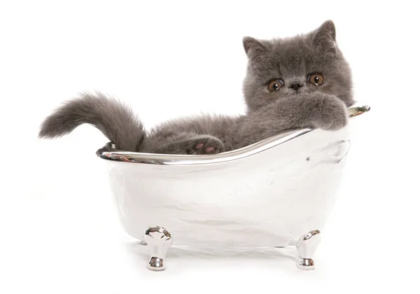 Chaton Exotique Dans Petit Bain Argent Isolé Sur Fond Blanc — Photo