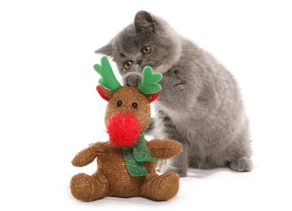 异国情调的短毛猫 与驯鹿圣诞节玩具隔离在一个白色的背景 — 图库照片