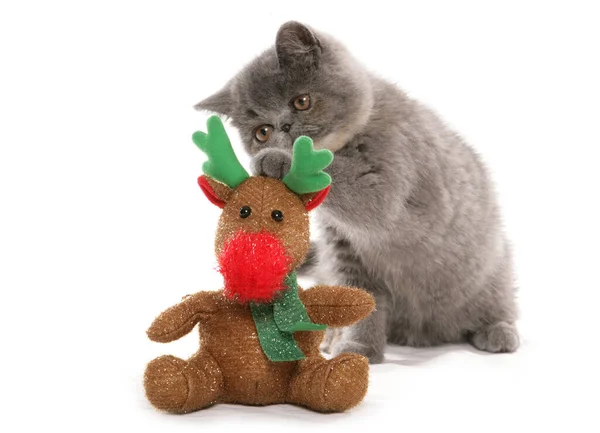 Exótico Shorthair Gatinho Com Renas Natal Brinquedo Isolado Fundo Branco — Fotografia de Stock