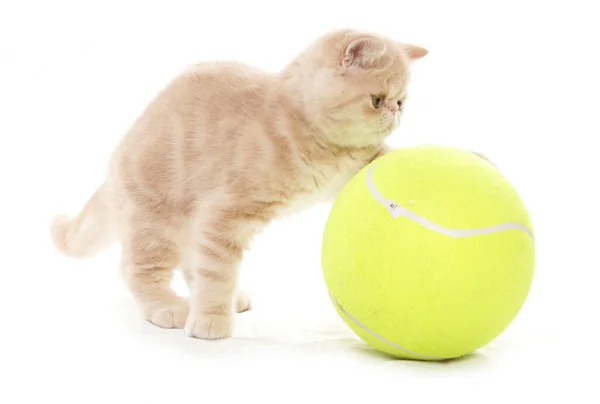 Exotische Steno Kitten Met Tennisbal Geïsoleerd Een Witte Achtergrond — Stockfoto