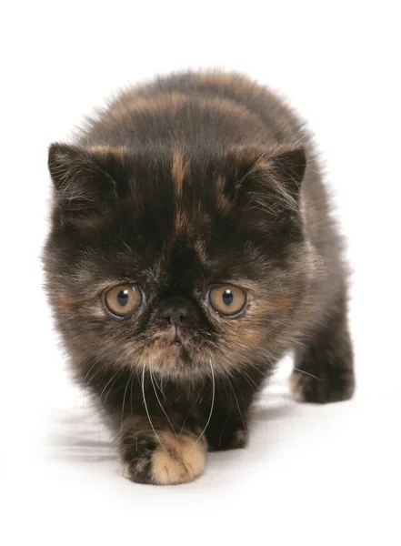 Exótico Marrón Tortie Gatito Aislado Blanco Fondo — Foto de Stock