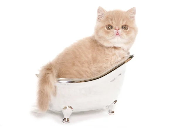 Exotic Kitten Small Silver Bath Isolated White Background — Stock Photo, Image