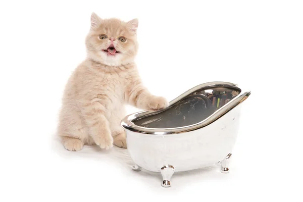 Gatito Exótico Con Pequeño Baño Plata Aislado Sobre Fondo Blanco —  Fotos de Stock