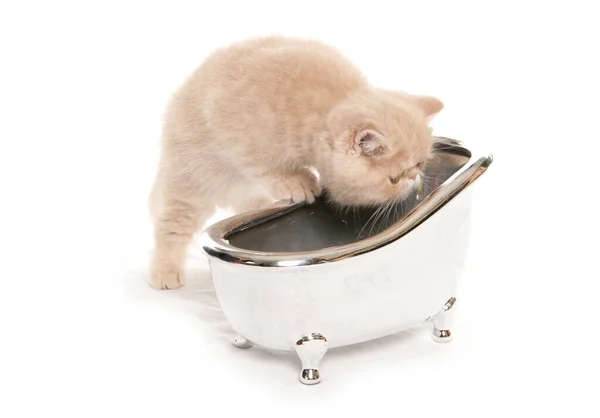 Gatito Exótico Mirando Pequeño Baño Plata Aislado Sobre Fondo Blanco —  Fotos de Stock