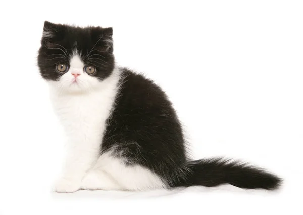 Siyah Beyaz Egzotik Kedi Yavrusu Beyaz Arka Planda Izole Edilmiş — Stok fotoğraf