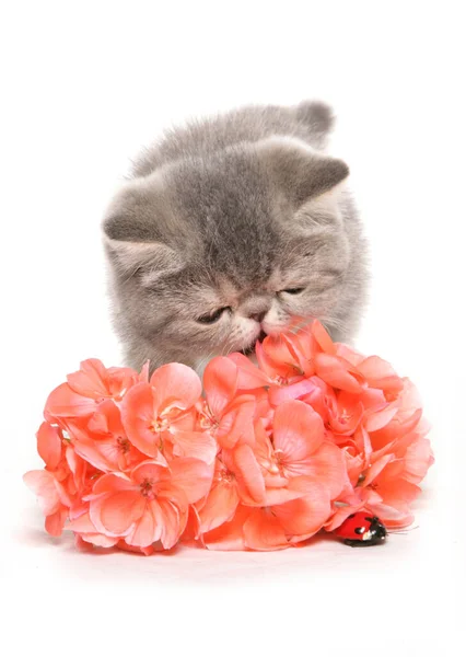 Silver Tabby Exotic Kitten Smelling Flowers Isolated White Background — Stock Photo, Image