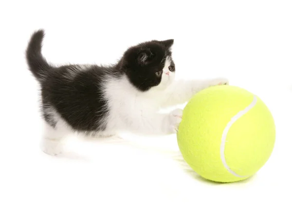 Exótico Gatinho Shorthair Com Bola Tênis Isolado Fundo Branco — Fotografia de Stock