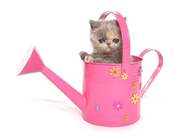 Exotische Kitten Een Roze Gieter Geïsoleerd Een Witte Achtergrond — Stockfoto