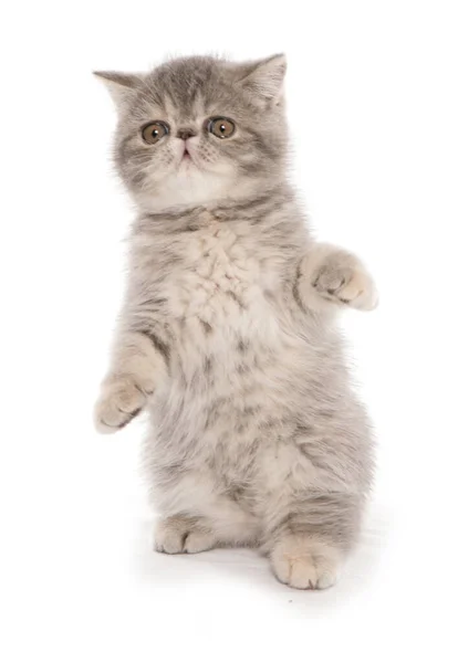 Exotic Shorthair Kitten Playing Isolated White Background — Stock Photo, Image