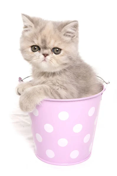 Exotic Shorthair Kitten Bucket Isolated White Background — Stock Photo, Image