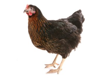 Siyah Hen beyaz arka planda izole edildi