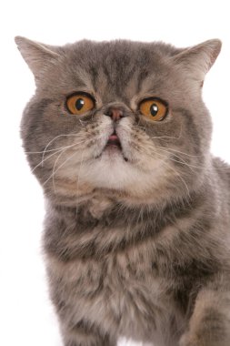 Mavi klasik tekir, egzotik kısa hava yetişkin kedisi beyaz arka planda izole edilmiş.