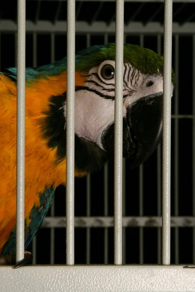 Perroquet Aras Bleu Jaune Dans Une Cage — Photo