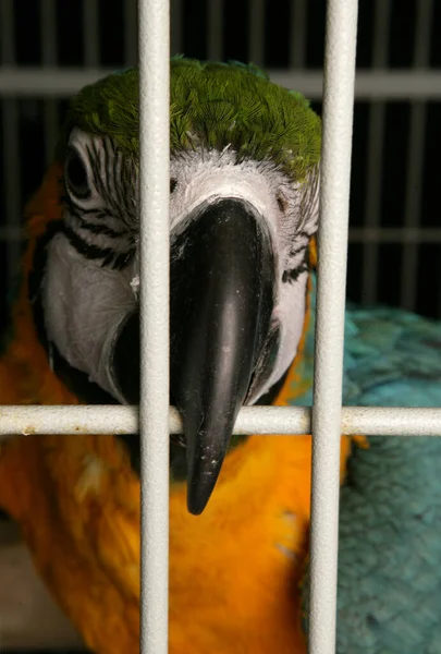 Loro Guacamayo Azul Amarillo Una Jaula — Foto de Stock