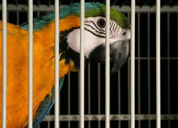 Modro Žlutý Papoušek Kleci — Stock fotografie