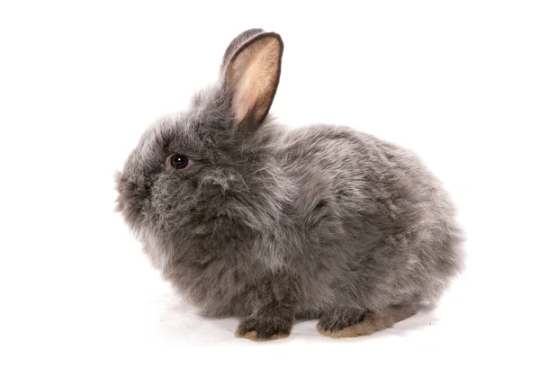 Young Grey Rabbit Isolated White Background — Stock Photo, Image