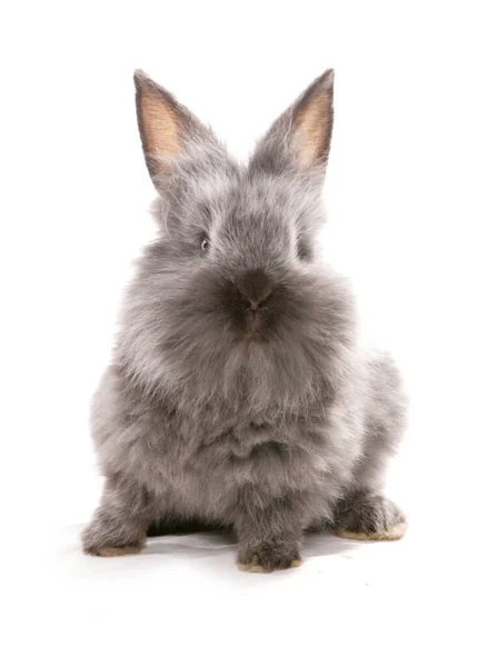 白い背景に隔離された若い灰色のウサギは — ストック写真