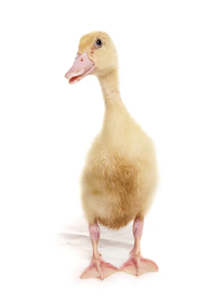 Indian Runner Baby Duckling Isolated White Background — Stock Photo, Image