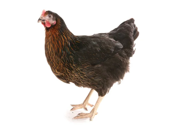 Poule Noire Isolée Sur Fond Blanc — Photo