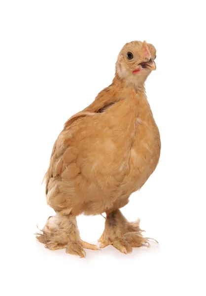 Bantam Buff Pekin Frango Isolado Fundo Branco — Fotografia de Stock