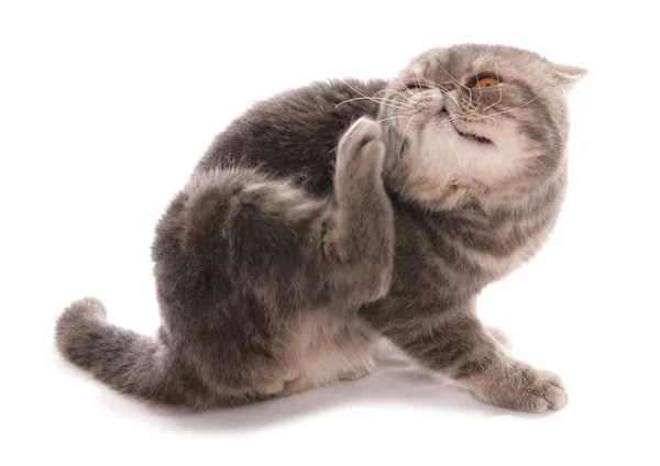 Blå Klassiska Tabby Exotiska Stenografien Vuxen Katt Isolerad Vit Bakgrund — Stockfoto