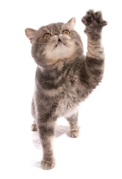 Blue Classic Tabby Exotic Shorthair Adult Cat Isolated White Background — Stock Photo, Image