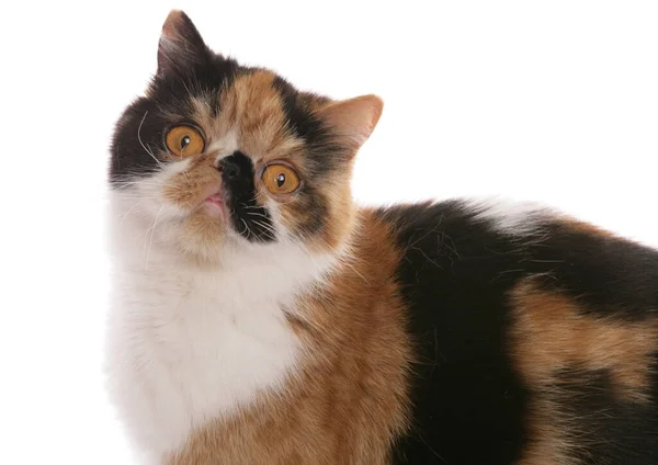 Svart Tortie Och Vit Exotisk Stenografien Vuxen Katt Isolerad Vit — Stockfoto