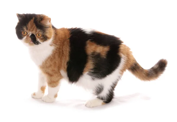 Zwart Tortie Wit Exotisch Steno Volwassen Kat Geïsoleerd Een Witte — Stockfoto