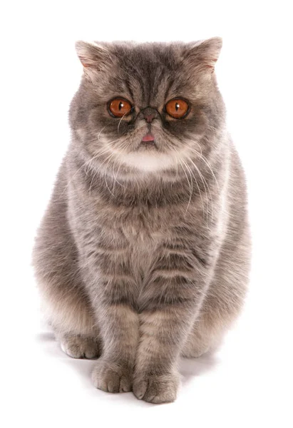 Blau Klassisch Gestromte Exotische Kurzhaarkatze Isoliert Auf Weißem Hintergrund — Stockfoto