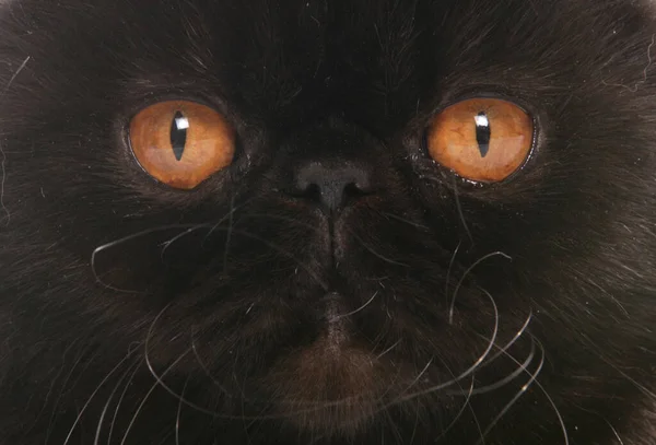 Schwarze Selbstexotische Kurzhaar Katze Aus Nächster Nähe Abstrakt — Stockfoto