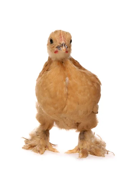 Bantam Buff Pekin Kyckling Isolerad Vit Bakgrund Royaltyfria Stockfoton