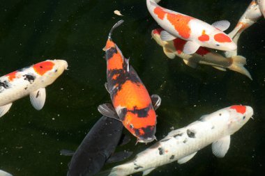 Büyük Japon Koi karışımı.