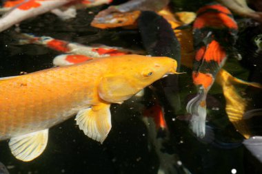 Büyük Japon Koi karışımı.