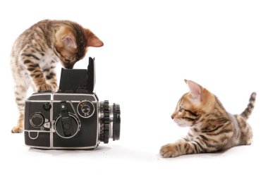 Bengal kedisi beyaz bir arka planda izole edilmiş kız kardeşinin fotoğrafını çekiyor.