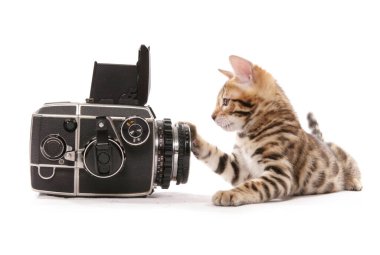 Bengal kedisi beyaz bir arka planda izole bir şekilde fotoğraflanmak istemiyor.