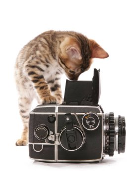 Bengal kedisi beyaz arka planda izole edilmiş bir fotoğraf çekiyor.