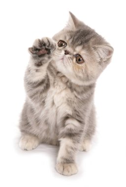 Beyaz arka planda izole edilmiş gümüş renkli tekir kedicik.