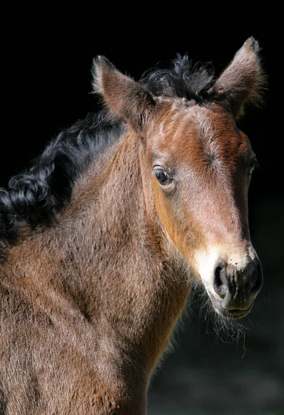 Brown Bay Foal Isolated Black Background — Stock Photo, Image
