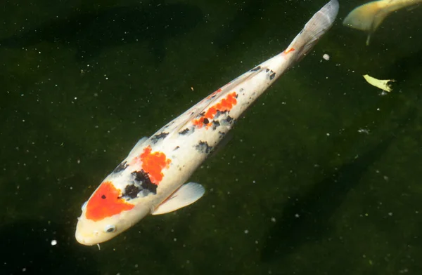 Large Japanese Koi Isolated Black Background — Stock Photo, Image