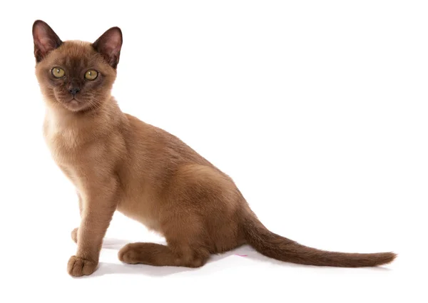 Retrato Gatito Birmano Marrón Aislado Sobre Fondo Blanco —  Fotos de Stock