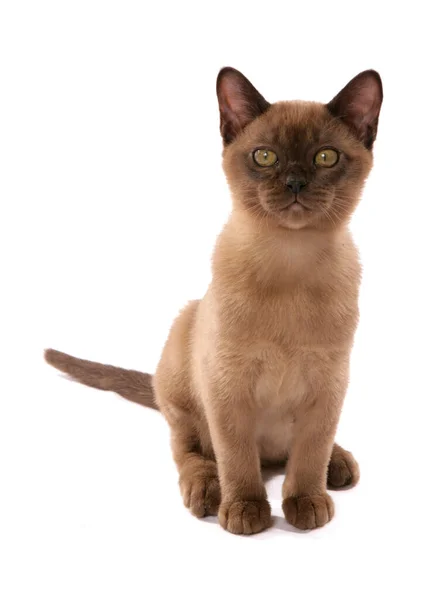 Brown Burmese Kitten Portrait Isolated White Background — Φωτογραφία Αρχείου