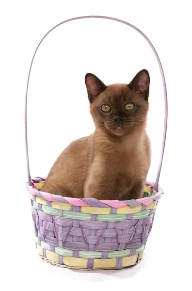 Burmese Kitten Basket Isolated White Background — Stock Photo, Image