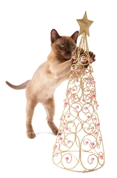 Burmese Kitten Playing Christmas Decoration Isolated White Background — 图库照片