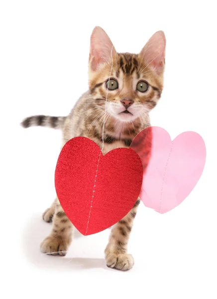 Bengal Kitten Heart Foil Isolated White Background — Stock Photo, Image