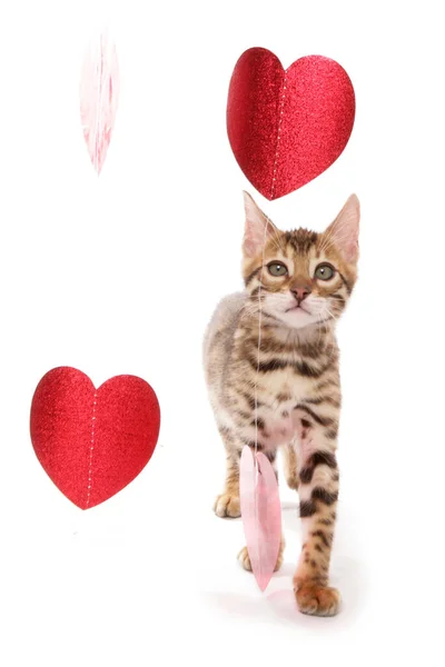 Bengal Kitten Heart Foil Isolated White Background — Stock Photo, Image