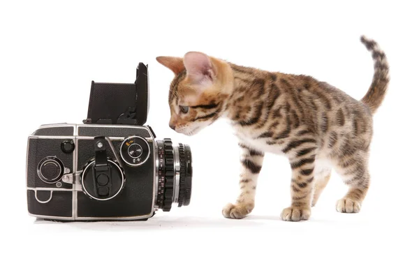 Bengala Gatinho Com Câmera Velha Isolado Fundo Branco — Fotografia de Stock