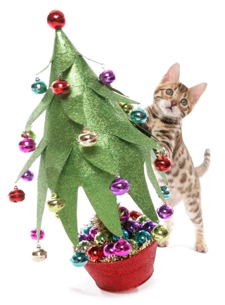 白地に孤立したクリスマスツリーを持つ優しい子猫 — ストック写真