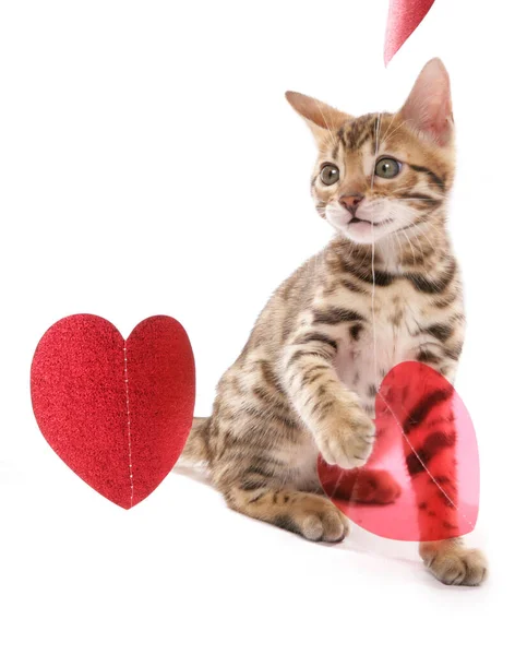 Bengal Kitten Heart Foil Isolated White Background — Stock Photo, Image