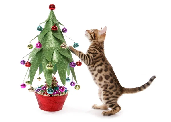 Bengaalse Kitten Met Kerstboom Geïsoleerd Een Witte Achtergrond — Stockfoto
